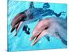 Samson the Bottlenose Dolphin Meets His New Mate at Whipsnade Zoo-null-Stretched Canvas