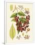 Gramercy White