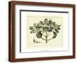 Chelsea Espresso