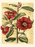 French Camelia-Samuel Curtis-Art Print