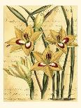 French Iris-Samuel Curtis-Art Print