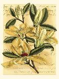 French Magnolia-Samuel Curtis-Art Print