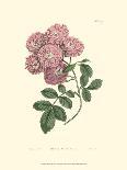 Floral Varieties I-Samuel Curtis-Art Print