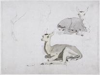 Studies of Young Pallah Deer Resting, C.1802 (W/C and Graphite on Paper)-Samuel Daniell-Giclee Print