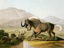 Korah Hottentots Preparing to Remove, Plate 20 from 'African Scenery and Animals'-Samuel Daniell-Giclee Print