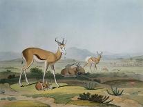 Studies of Young Pallah Deer Resting, C.1802 (W/C and Graphite on Paper)-Samuel Daniell-Giclee Print