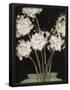 Essential Black