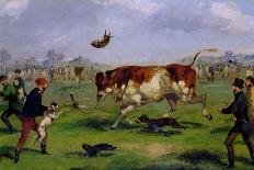 Bull Baiting-Samuel Henry Alken-Stretched Canvas