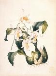 Botanical Watercolour: Orchid, Dendrobium Formosum-Samuel Holden-Giclee Print