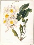 Dendrobium Formosum, C.1839-Samuel Holden-Stretched Canvas