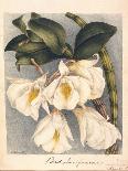 Botanical Watercolour: Orchid, Coelogyne Interrupta-Samuel Holden-Giclee Print