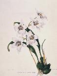 White Flowers with Long Dark Green Leaves-Samuel Holden-Giclee Print