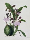 Dendrobium Formosum, C.1839-Samuel Holden-Framed Giclee Print