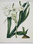 Dendrobium Formosum, C.1839-Samuel Holden-Giclee Print
