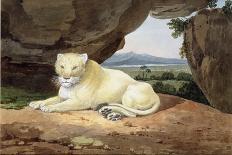 Hunting Kuttauss or Civet Cat-Samuel Howitt-Framed Giclee Print
