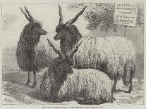 Trial of Sheep-Dogs at the Alexandra Palace-Samuel John Carter-Giclee Print