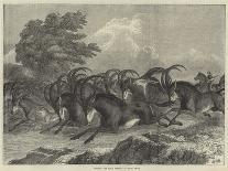 Hunting the Sable Antelope in South Africa-Samuel John Carter-Giclee Print