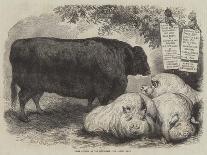 Prize Animals at the Smithfield Club Cattle Show-Samuel John Carter-Giclee Print