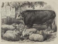 Prize Animals at the Smithfield Club Cattle Show-Samuel John Carter-Giclee Print