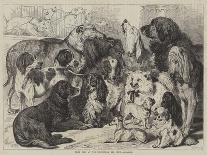 Prize Animals at the Smithfield Club Cattle Show-Samuel John Carter-Giclee Print