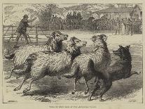 Hungarian Mountain Sheep at the Smithfield Show-Samuel John Carter-Giclee Print