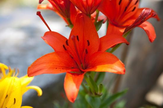 Premium Photographic Print, , large
