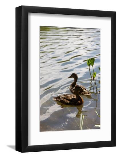 Premium Photographic Print, , large