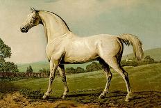State Carriage Horse-Samuel Sidney-Art Print