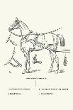 Dongola Horse-Samuel Sidney-Art Print