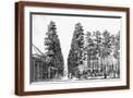 Brown Frame