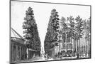 Wood Mount