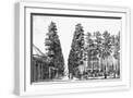 White Frame