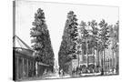 Stretched Canvas