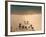 San Andres, Tenerife, Canary Islands, Spain, Atlantic, Europe-Hans Peter Merten-Framed Photographic Print