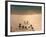 San Andres, Tenerife, Canary Islands, Spain, Atlantic, Europe-Hans Peter Merten-Framed Photographic Print