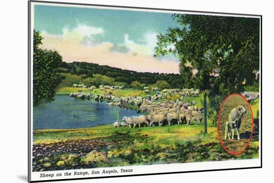 San Angelo, Texas - View of Sheep on the Range, c.1948-Lantern Press-Mounted Art Print