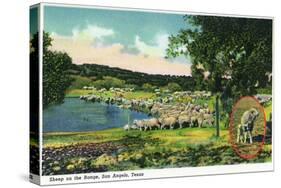 San Angelo, Texas - View of Sheep on the Range, c.1948-Lantern Press-Stretched Canvas