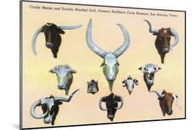 San Antonio, Texas - Buckhorn Curio Museum, Freak Cattle Horns, Double-Headed Calf, c.1937-Lantern Press-Mounted Art Print