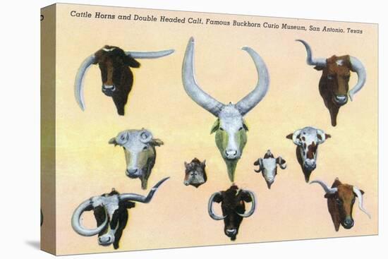 San Antonio, Texas - Buckhorn Curio Museum, Freak Cattle Horns, Double-Headed Calf, c.1937-Lantern Press-Stretched Canvas