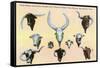 San Antonio, Texas - Buckhorn Curio Museum, Freak Cattle Horns, Double-Headed Calf, c.1937-Lantern Press-Framed Stretched Canvas