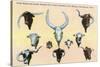 San Antonio, Texas - Buckhorn Curio Museum, Freak Cattle Horns, Double-Headed Calf, c.1937-Lantern Press-Stretched Canvas