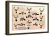 San Antonio, Tx - View of Texas Deer Heads, Eight Death-Locks, Buckhorn Curio Museum, c.1937-Lantern Press-Framed Art Print