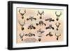 San Antonio, Tx - View of Texas Deer Heads, Eight Death-Locks, Buckhorn Curio Museum, c.1937-Lantern Press-Framed Art Print