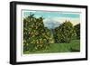 San Bernardino County, California - View of Snow-Capped Mountains and Orange Trees, c.1921-Lantern Press-Framed Art Print