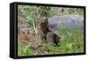 San Cristobal giant tortoise, San Cristobal Island, Galapagos Islands, Ecuador-Adam Jones-Framed Stretched Canvas