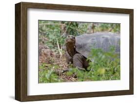 San Cristobal giant tortoise, San Cristobal Island, Galapagos Islands, Ecuador-Adam Jones-Framed Photographic Print