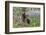 San Cristobal giant tortoise, San Cristobal Island, Galapagos Islands, Ecuador-Adam Jones-Framed Photographic Print