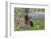 San Cristobal giant tortoise, San Cristobal Island, Galapagos Islands, Ecuador-Adam Jones-Framed Photographic Print