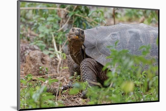 San Cristobal giant tortoise, San Cristobal Island, Galapagos Islands, Ecuador-Adam Jones-Mounted Photographic Print