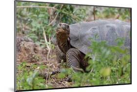 San Cristobal giant tortoise, San Cristobal Island, Galapagos Islands, Ecuador-Adam Jones-Mounted Photographic Print